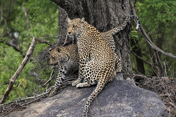 Leopard (Panthera pardus), adult with young, observed, alert, sitting, on rocks, Sabi Sand Game