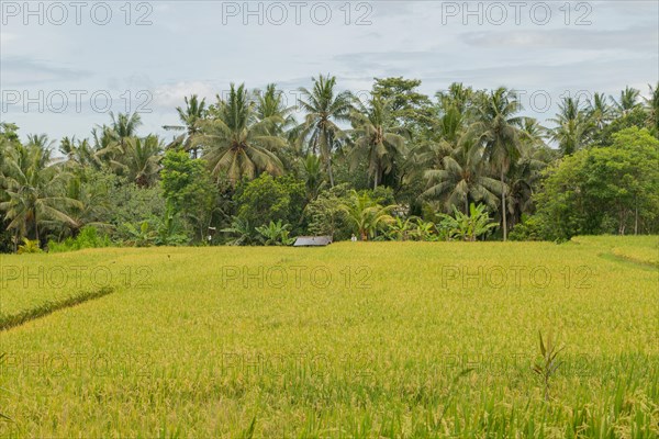 Rice fields in countryside, Ubud, Bali, Indonesia, green grass, large trees, jungle and cloudy sky.