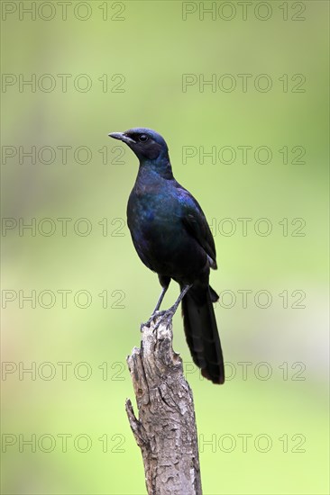 Meves' Glossy Starling, Lamprotornis mevesii, adult, in perch, Kruger National Park, South Africa,
