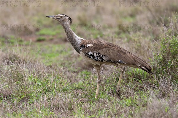 Kori bustard (Ardeotis kori), adult, running, foraging, vigilant, Kruger National Park, Kruger
