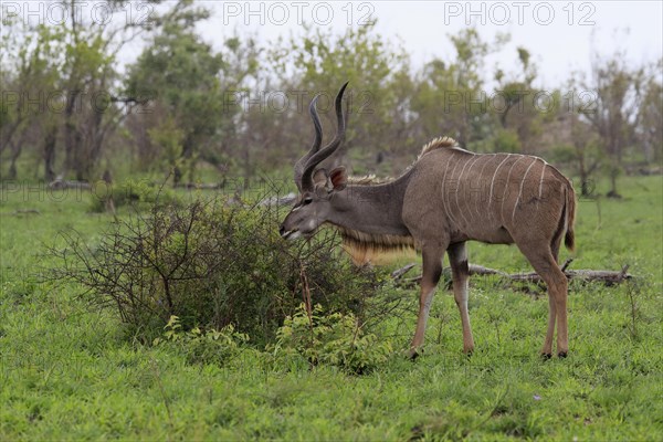 Greater Kudu, zambezi greater kudu (Strepsiceros zambesiensis), adult, male, foraging, feeding,
