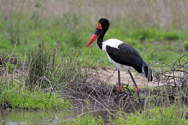 Saddle-billed stork (Ephippiorhynchus senegalensis), adult, foraging, in the water, Kruger National