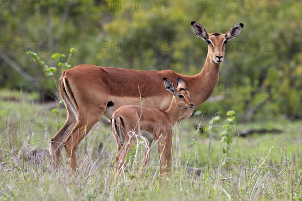 Black Heeler Antelope, (Aepyceros melampus), adult, female, young animal, mother with young animal,
