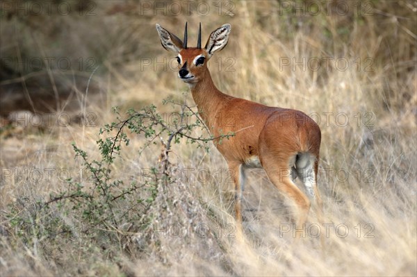 Steenbok (Raphicerus campestris), adult, male, foraging, vigilant, dwarf antelope, Kruger National