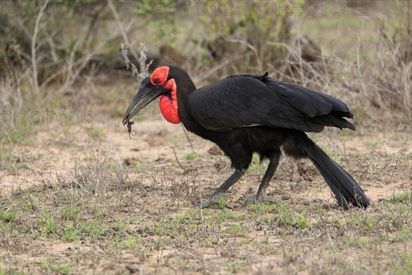 Southern ground hornbill (Bucorvus leadbeateri), adult, foraging, feeding, with prey, alert, Kruger