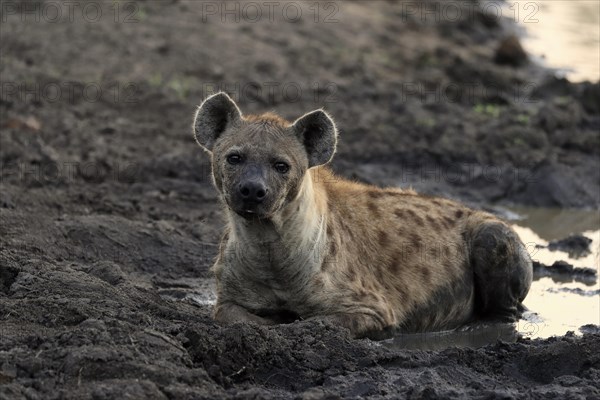 Spotted hyena (Crocuta crocuta), adult, in water, resting, Sabi Sand Game Reserve, Kruger National