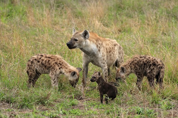 Spotted hyena (Crocuta crocuta), adult, young, mother with young, group, social behaviour, Kruger