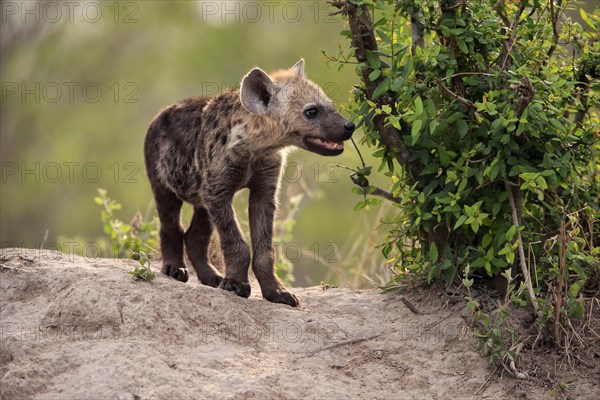 Spotted hyena (Crocuta crocuta), young animal, at the den, vigilant, Kruger National Park, Kruger