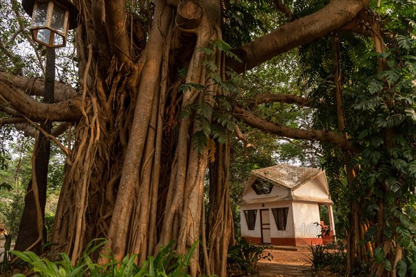 Banyan Tree, Central Guest House, future city Auroville, near Pondicherry or Puducherry, Tamil