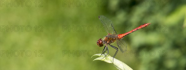 Ruddy darter (Sympetrum sanguineum), mature male, sitting on willow leaves (Salix) in the sun,