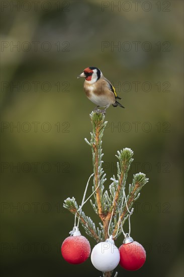 European goldfinch (Carduelis carduelis) adult bird on a frost covered Christmas tree, Suffolk,