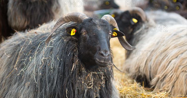 Grey horned Heidschnucken (Ovis gmelini aries) or Lueneburger Heidschnucken with dark head and long
