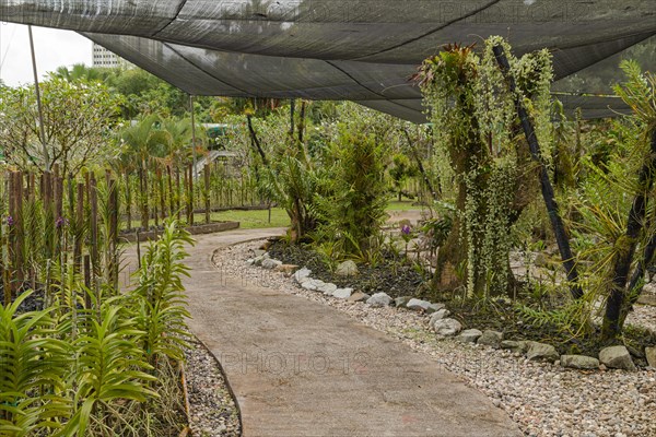 Orchid and bromeliad flower beds in botanical garden, selective focus, copy space, malaysia,