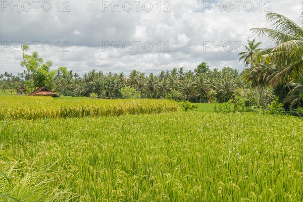 Rice fields in countryside, Ubud, Bali, Indonesia, green grass, large trees, jungle and cloudy sky.