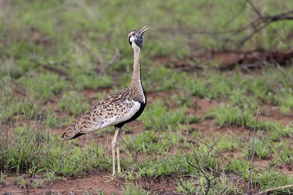 Red-crested Bustard, (Lophotis ruficrista), adult, calling, Kruger National Park, Kruger National
