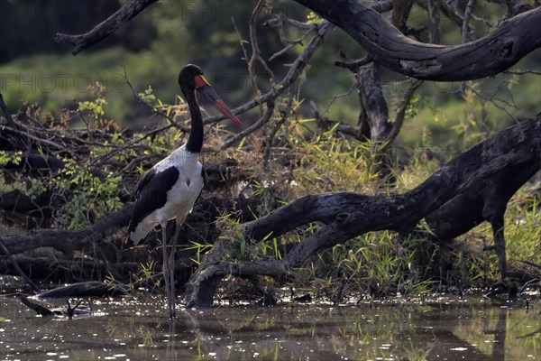 Saddle-billed stork (Ephippiorhynchus senegalensis), adult, foraging, in the water, Kruger National