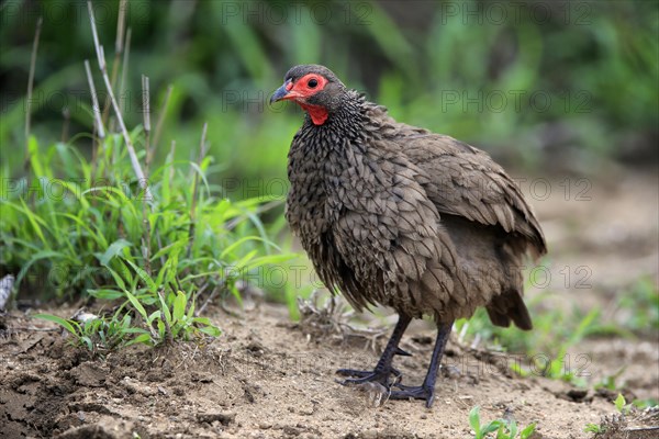 Swainson's spurfowl (Pternistis swainsonii), adult, foraging, vigilant, Kruger National Park,