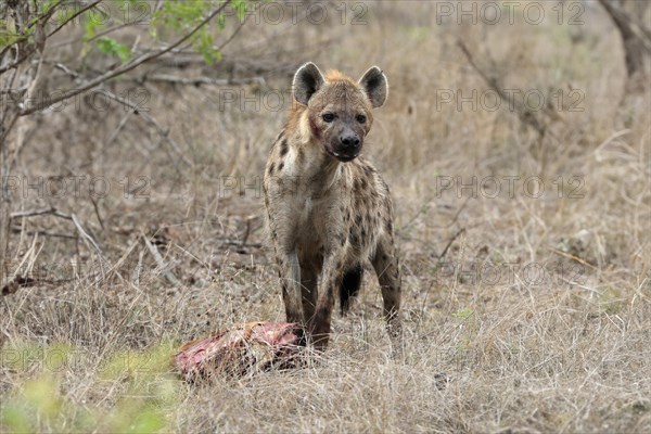 Spotted hyena (Crocuta crocuta), adult, with prey, Sabi Sand Game Reserve, Kruger National Park,