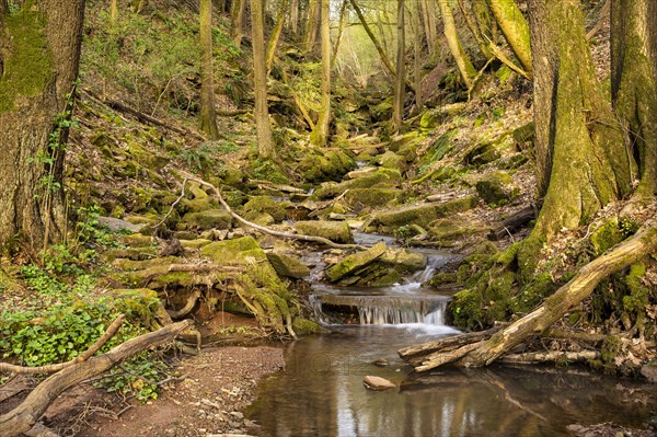 Forest landscape, a stream in the Margarethenschlucht (Margaret Gorge) in the Odenwald in spring.