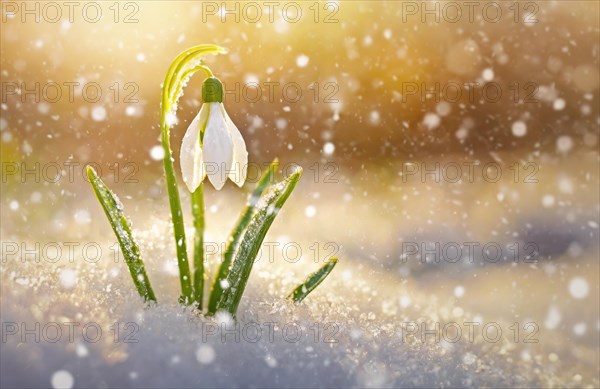 Closeup single snowdrop covered with dew drops rising under the snow in the morning on a snowy