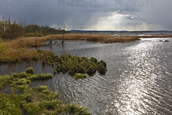 Wetland biotope in the Peene Valley, overwatered meadows, rare habitat for endangered plants and