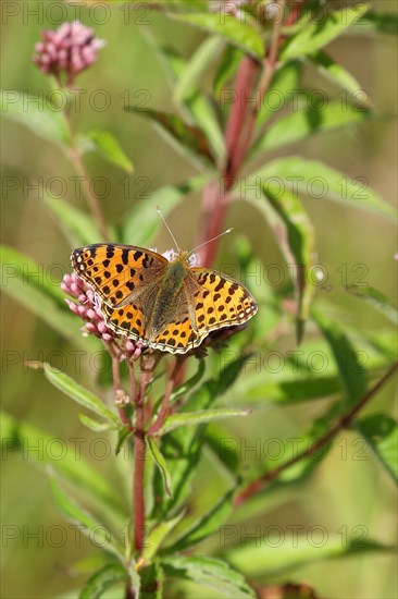 Queen of spain fritillary (Issoria lathonia), on common water aster (Asteraceae), Wilnsdorf, North