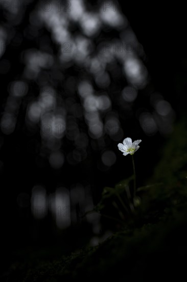 Common wood sorrel (Oxalis acetosella) with blurred forest in the background, Mindelheim, Bavaria,
