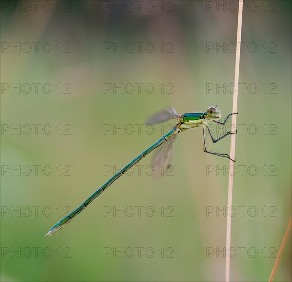 Small spreadwing (Lestes virens), young, uncoloured green male, sitting on a dry, thin blade of