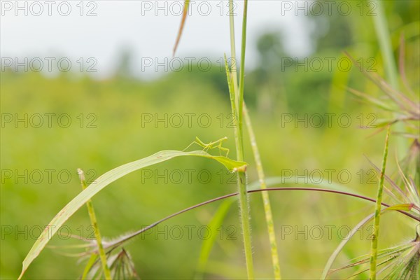 Small green praying mantis on grass, Bali, Indonesia, Travel, tropical, nature green background,