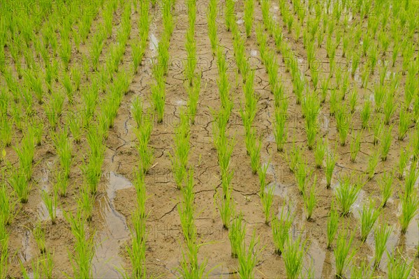 Rice terraces, Campuhan ridge walk, Bali, Indonesia, track on the hill with grass, large trees,