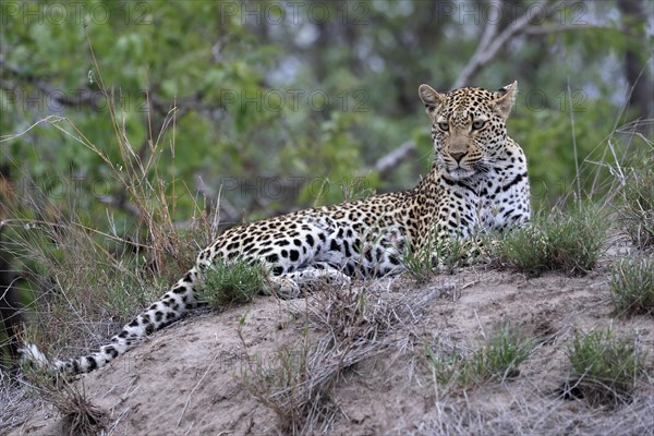 Leopard (Panthera pardus), adult, observed, alert, lying, on ground, Sabi Sand Game Reserve, Kruger