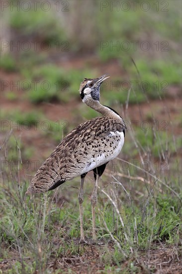 Red-crested Bustard, (Lophotis ruficrista), adult, calling, Kruger National Park, Kruger National