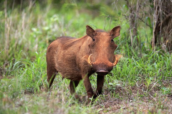 Warthog, (Phacochoerus aethiopicus), adult, foraging, alert, Kruger National Park, Kruger National