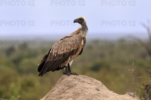 White-backed vulture (Gyps africanus), adult, alert, on rocks, Sabi Sand Game Reserve, Kruger
