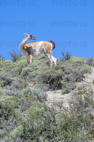 Guanaco (Llama guanicoe), Huanako, Torres del Paine National Park, Patagonia, End of the World,