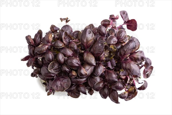 Plastic box with microgreen sprouts of purple basil isolated on white background. Top view, flat