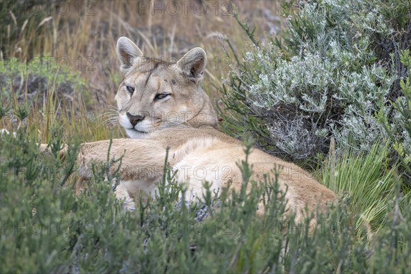 Cougar (Cougar concolor), silver lion, mountain lion, cougar, panther, small cat, resting in