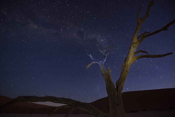 Camelthorn trees, also known as camelthorn tree (Acacia erioloba) at night with Milky Way and