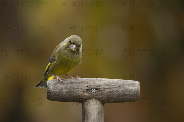 European greenfinch (Chloris chloris) adult bird on a garden fork handle, Suffolk, England, United