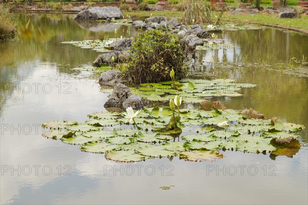 Palm collection in city park in Kuching, Malaysia, tropical garden with large trees, pond with