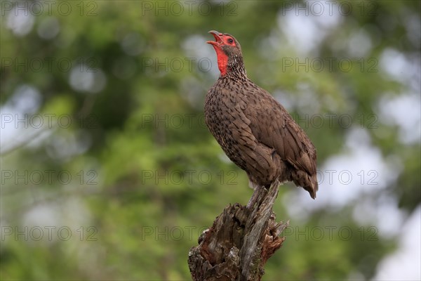Swainson's spurfowl (Pternistis swainsonii), adult, on wait, calling, Kruger National Park, Kruger