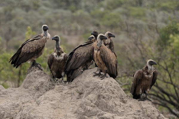 White-backed vulture (Gyps africanus), group, adult, alert, Sabi Sand Game Reserve, Kruger National
