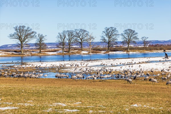 Flock of migrating cranes (grus grus) in a field by a lake with ice and snow on an early spring