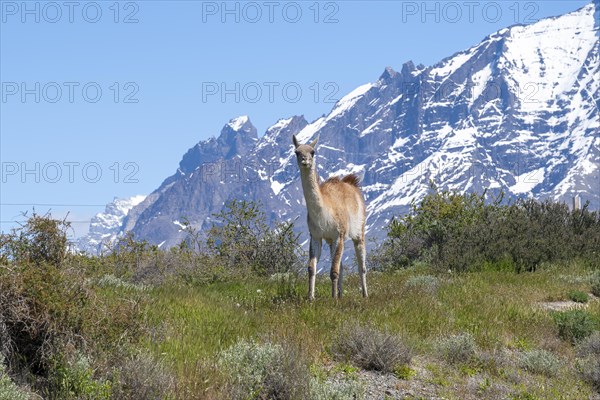 Guanaco (Llama guanicoe), Huanako, Torres del Paine National Park, Patagonia, End of the World,