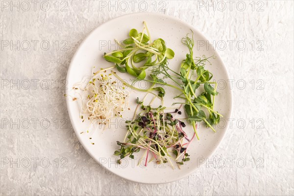 White ceramic plate with microgreen sprouts of green pea, sunflower, alfalfa, radish on gray