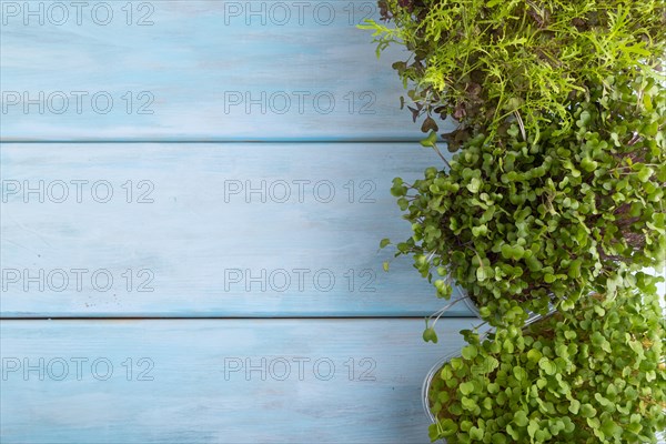 Set of boxes with microgreen sprouts of rucola, mizuna and kohlrabi cabbage on blue wooden