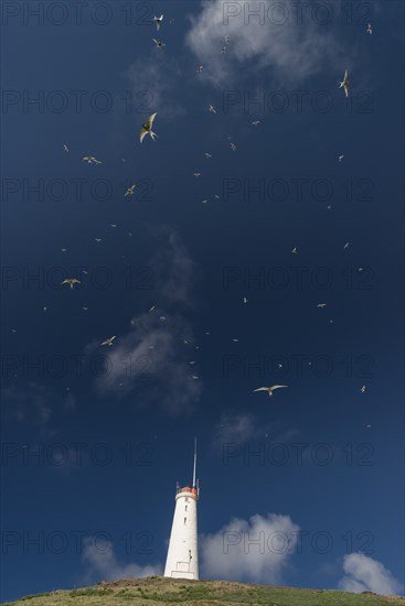 Arctic terns above Reykjanesviti lighthouse, Reykjanes on Baejarfell, Reykjanes peninsula, near