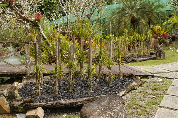 Orchid and bromeliad flower beds in botanical garden, selective focus, copy space, malaysia,