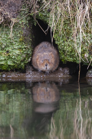 Water vole (Arvicola amphibius) adult animal emerging from a river bank, Derbyshire, England,