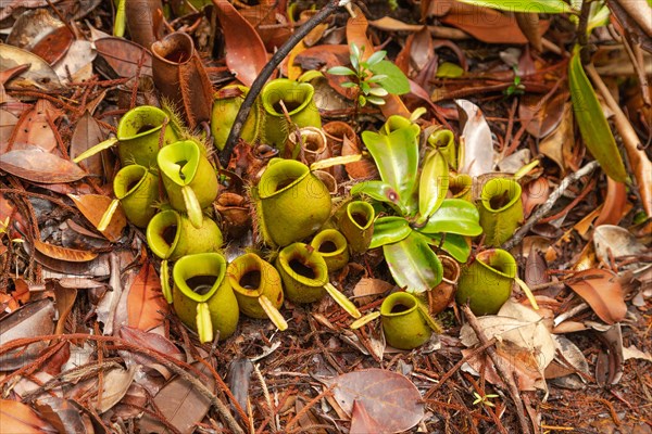 Pitcher Plant Nepenthes in Bako national park. Vacation, travel, tropics concept, no people,